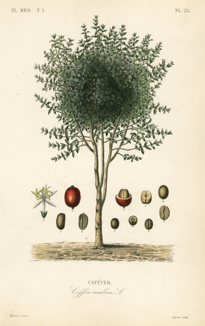 Kawa arabska, Coffea arabica, Cafeyer autorstwa Unbekannter Künstler
