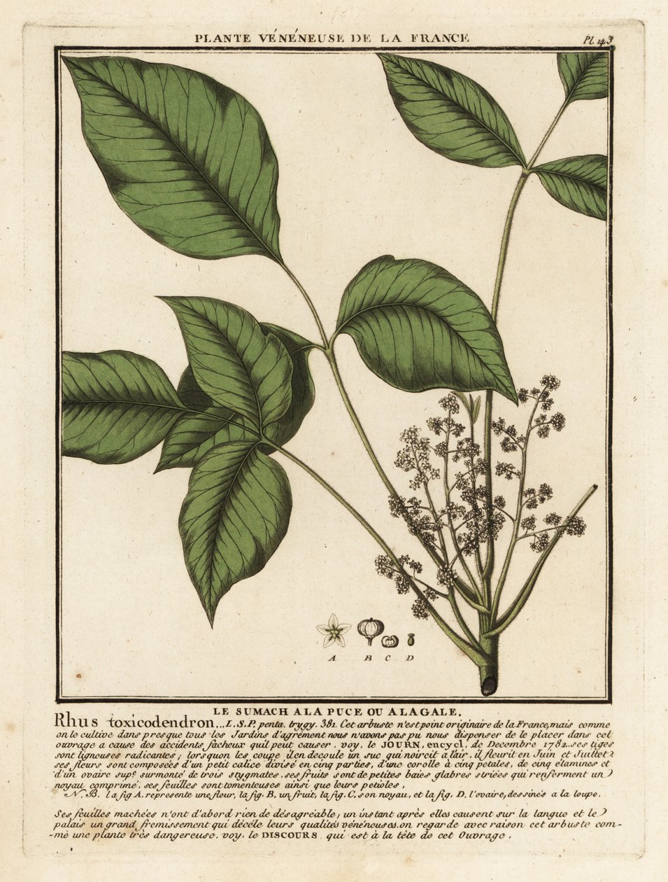 Dąb trujący, Toxicodendron pubescens. autorstwa Unbekannter Künstler