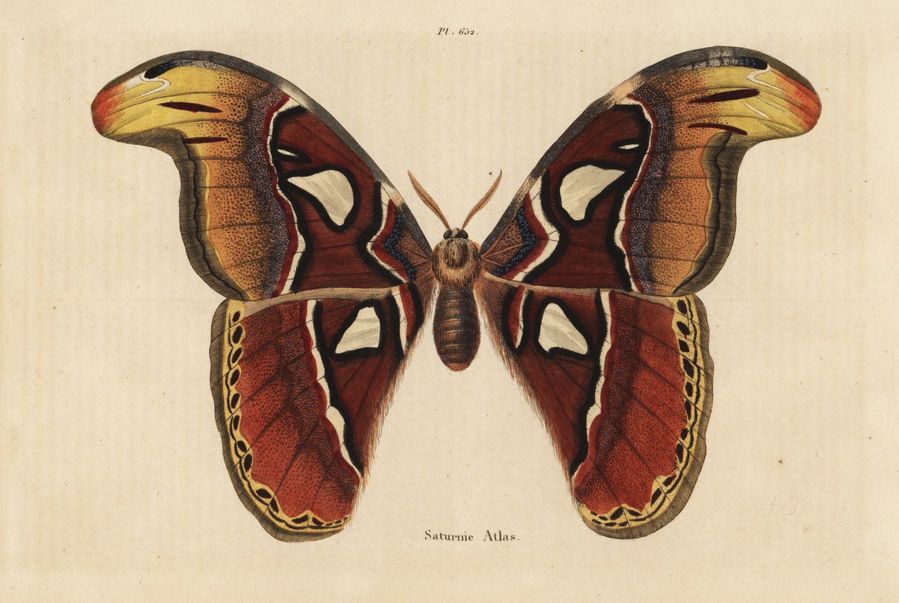 Ćma Atlas, atlas Attacus autorstwa Unbekannt