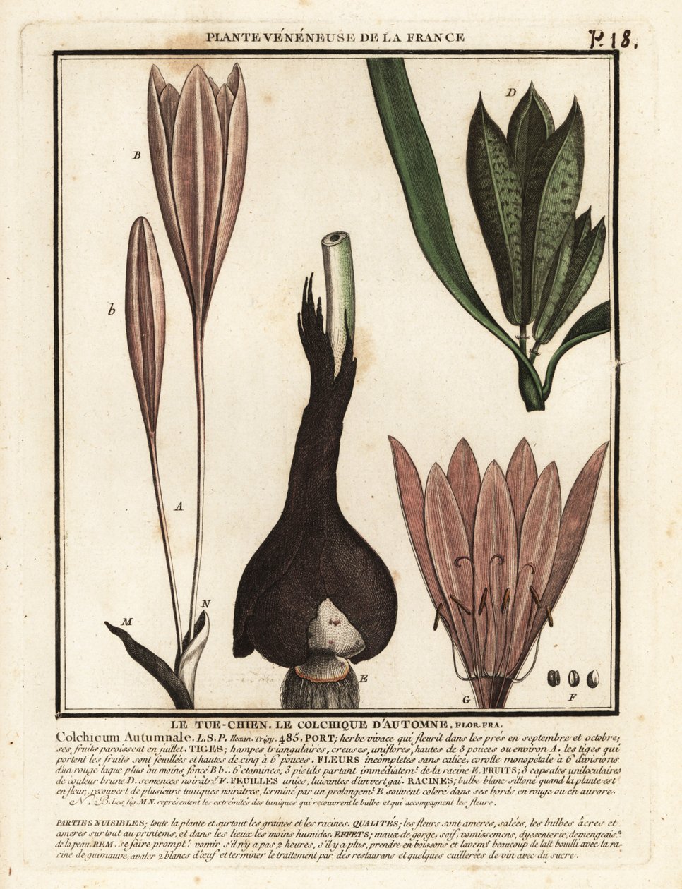 Jesienny krokus, Colchicum autumnale. autorstwa Unbekannter Künstler