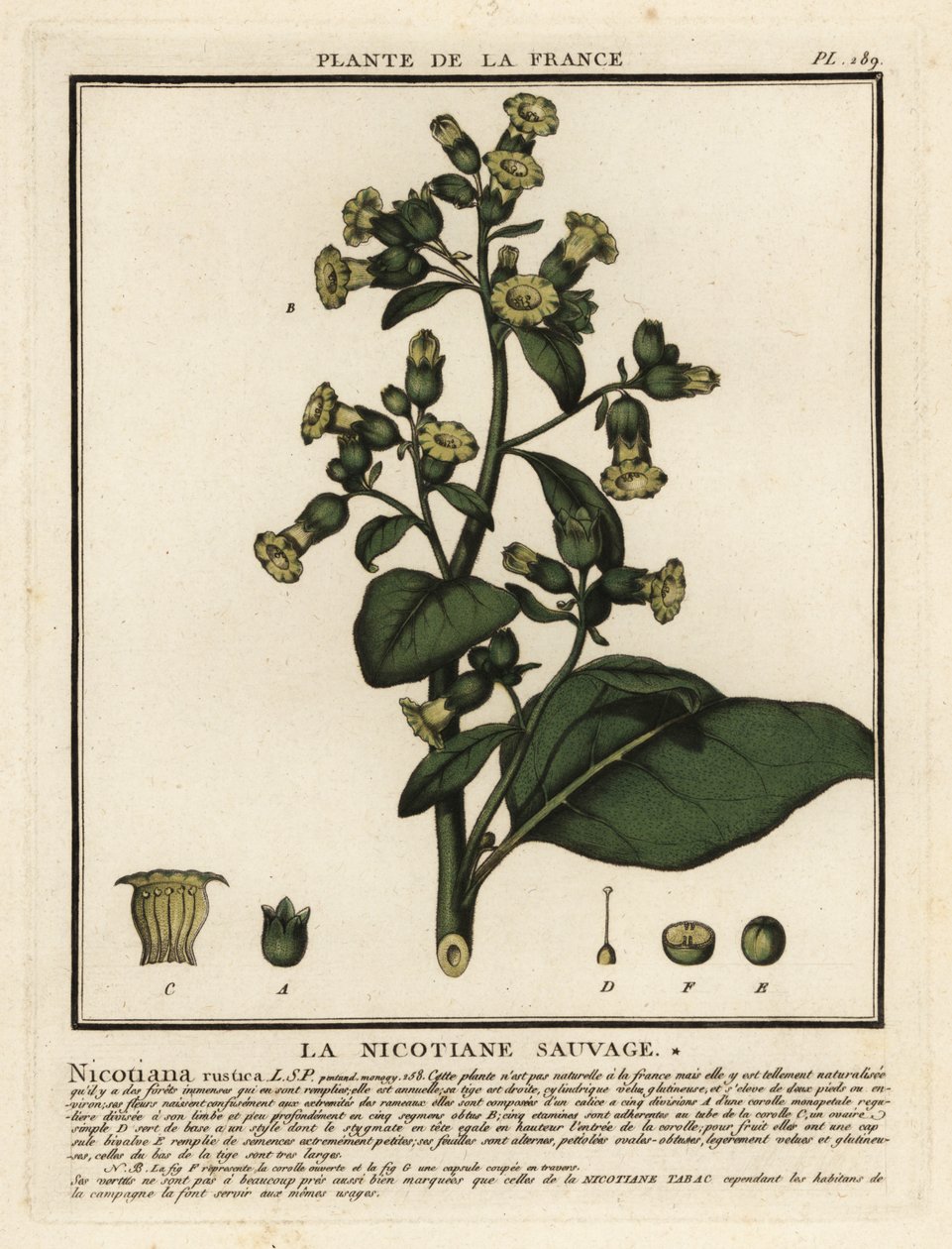 Tytoń Azteków, Nicotiana rustica. autorstwa Unbekannter Künstler