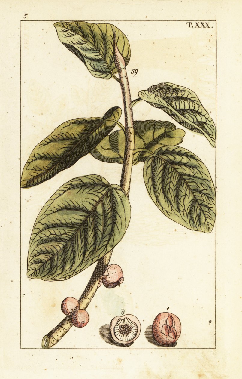 Banyan figa gałąź z owocami, Ficus benghalensis. autorstwa Unbekannter Künstler