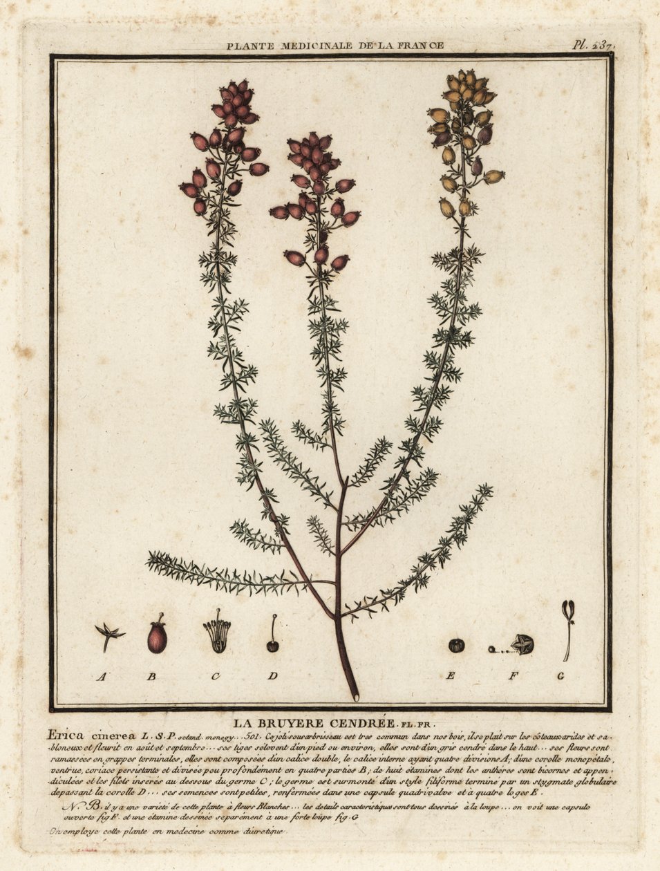 Wrzos dzwonkowy, Erica cinerea. autorstwa Unbekannter Künstler