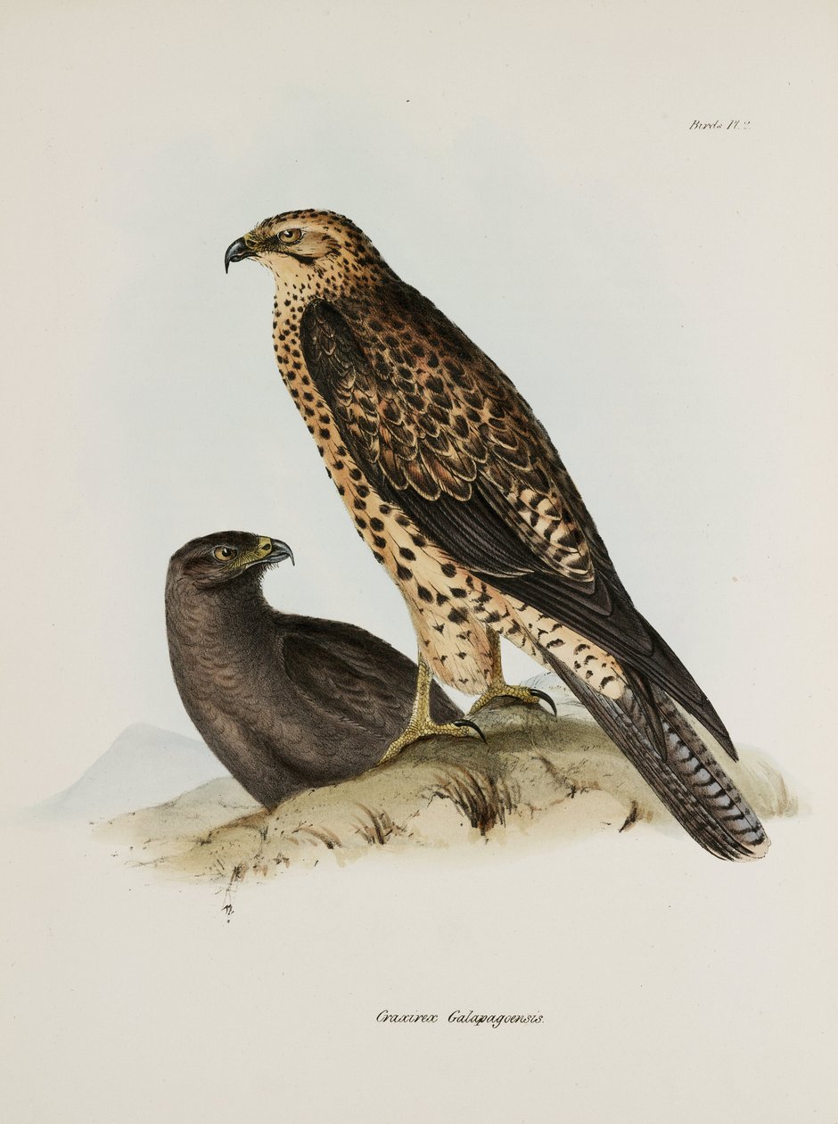 Ptaki drapieżne, Wyspy Galapagos, ok. 1832-1836 autorstwa Unbekannt