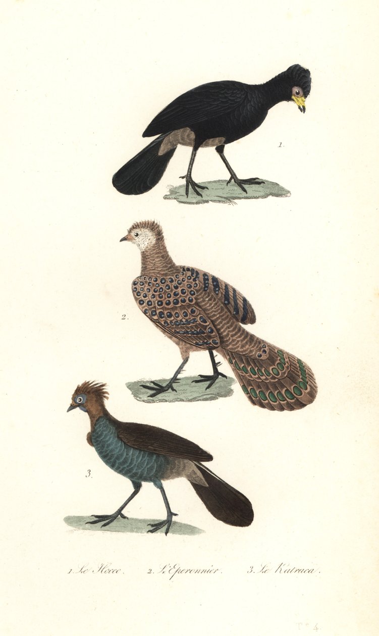 Czarna curassow, szary paw bażant i chachalaca. autorstwa Unbekannter Künstler