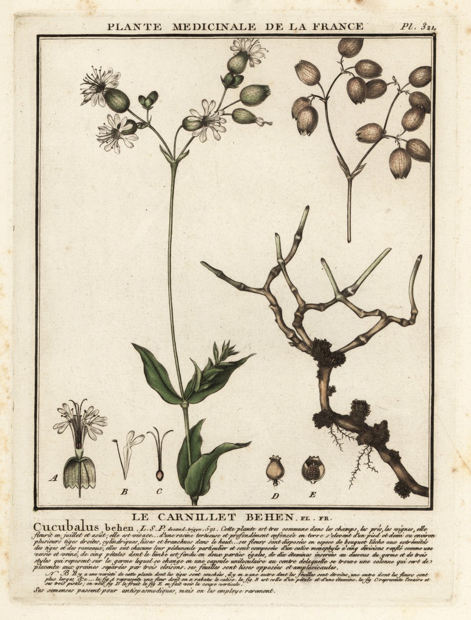 Campion pęcherza moczowego, Silene vulgaris. autorstwa Unbekannter Künstler