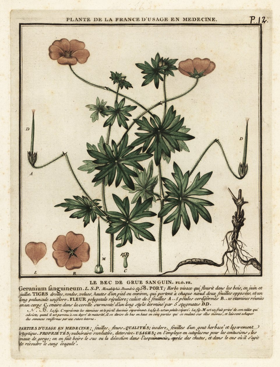Krwawy dziób żurawia, Geranium sanguineum. autorstwa Unbekannter Künstler