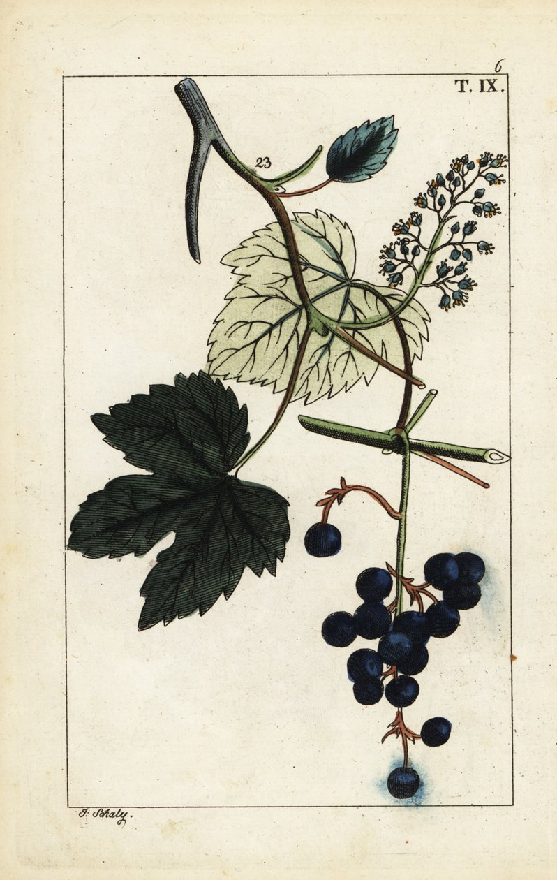 Niebieskie winogrona na winorośli, Vitis vinifera. autorstwa Unbekannter Künstler