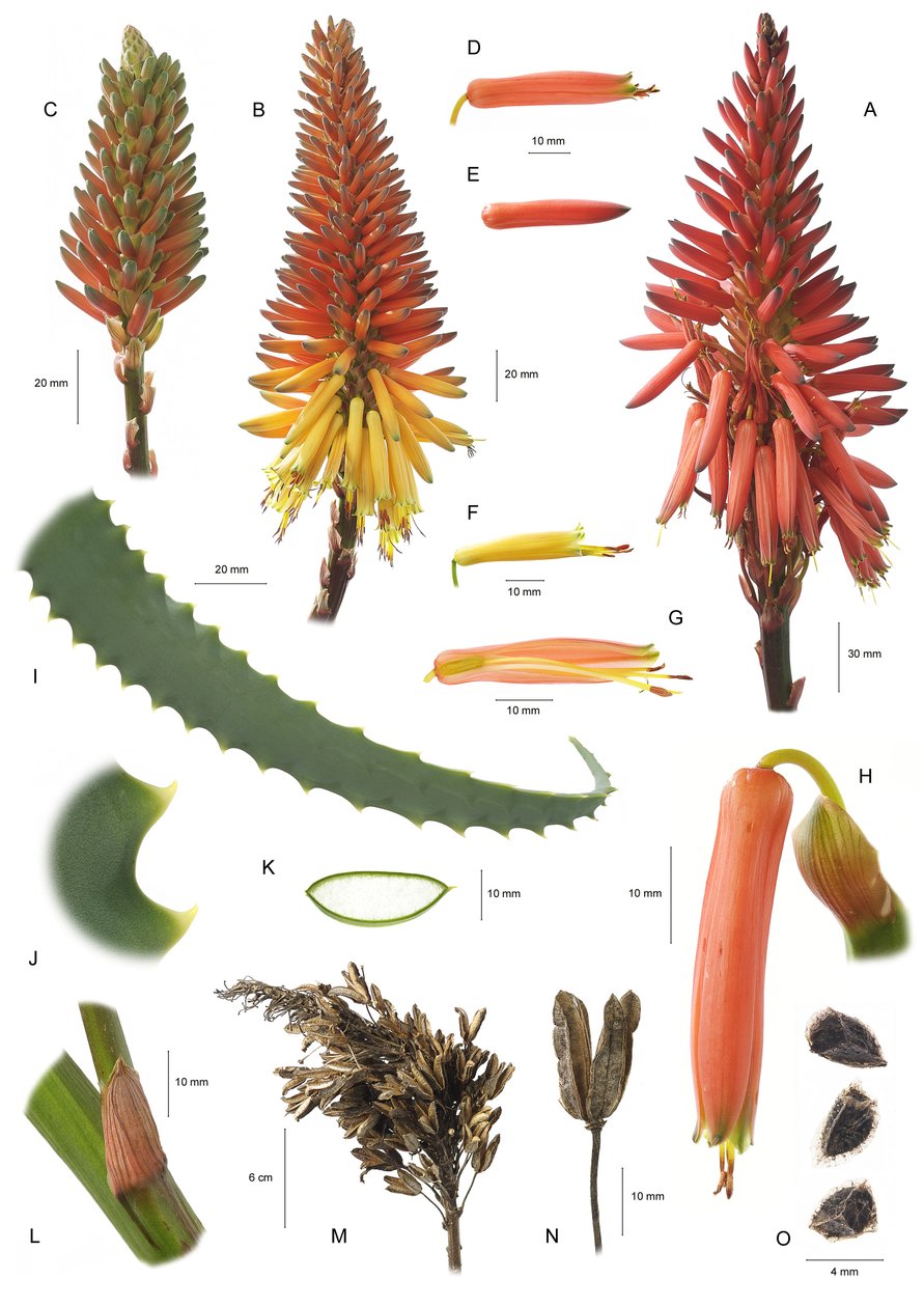 Tablica botaniczna/Aloe arborescens/Aloe arborescent autorstwa Unbekannt