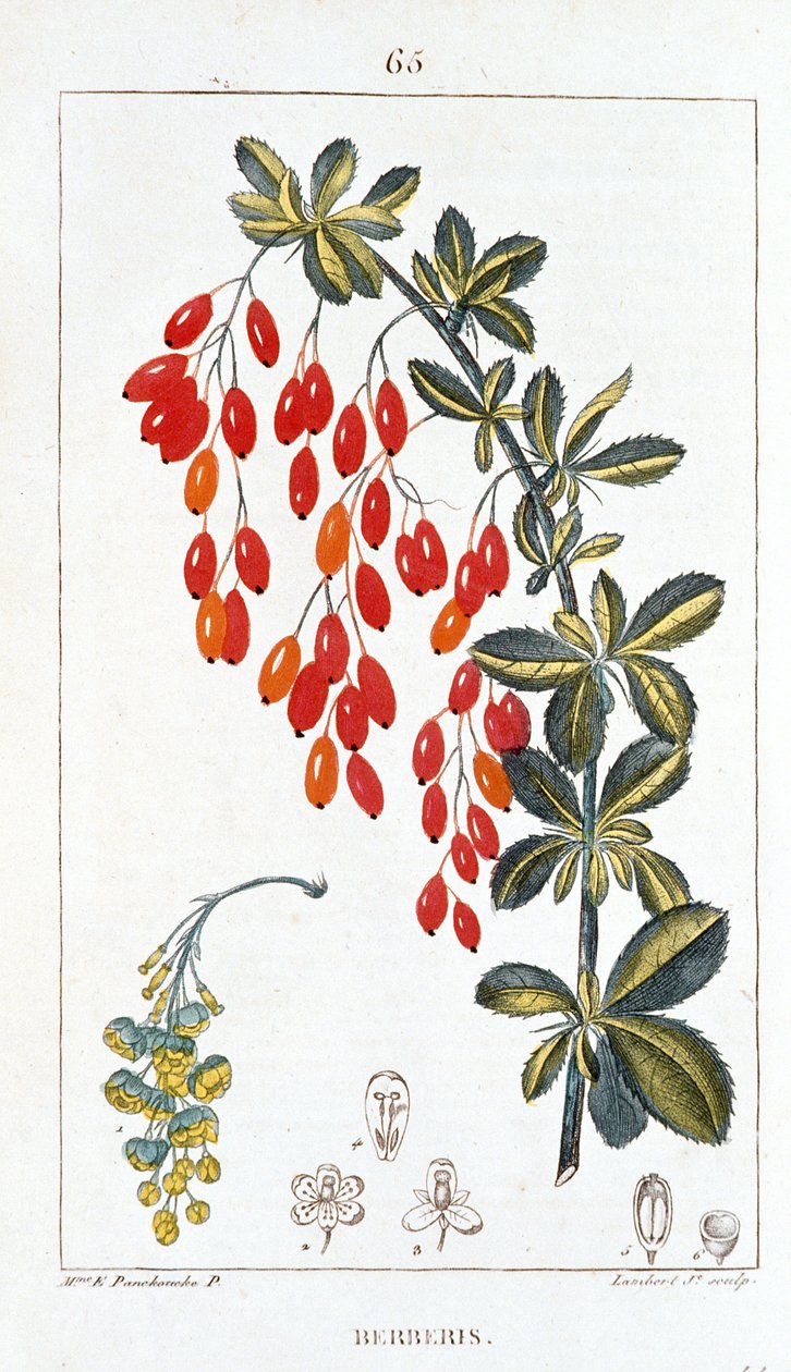 Deska botaniczna/Berberis sp/Grzbiet berberysu autorstwa Unbekannt