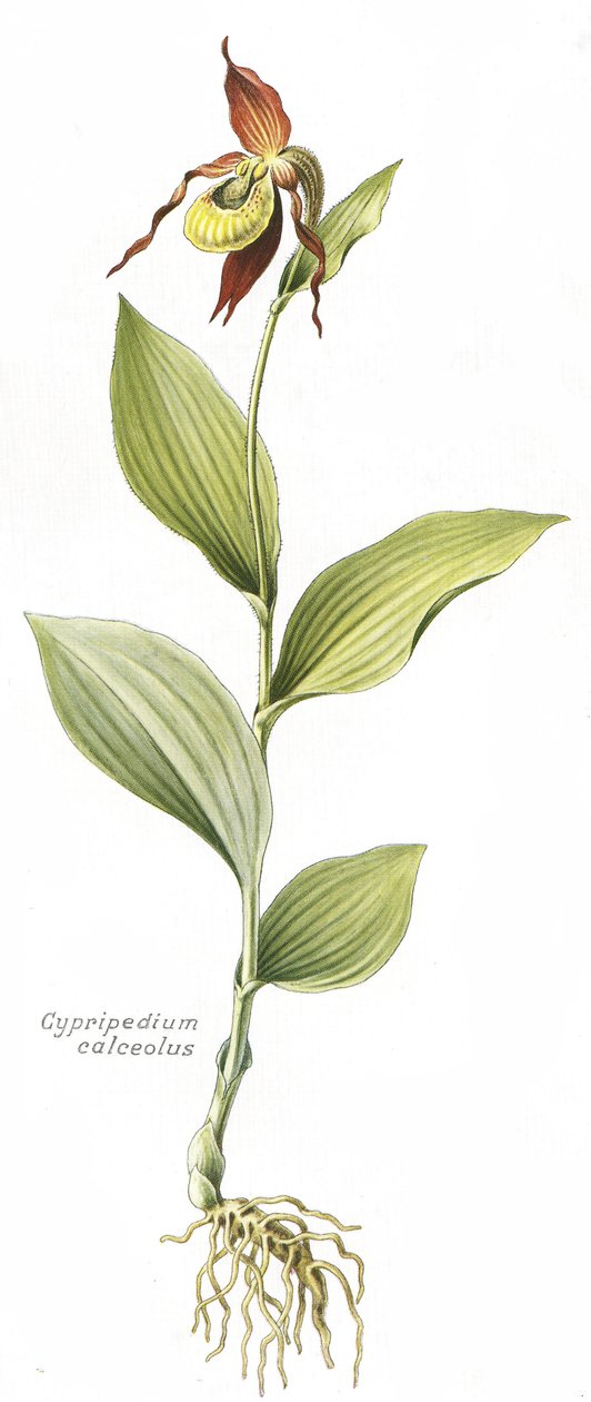 Deska botaniczna/Cypripedium calceolus/ Kopyto Wenus autorstwa Unbekannt