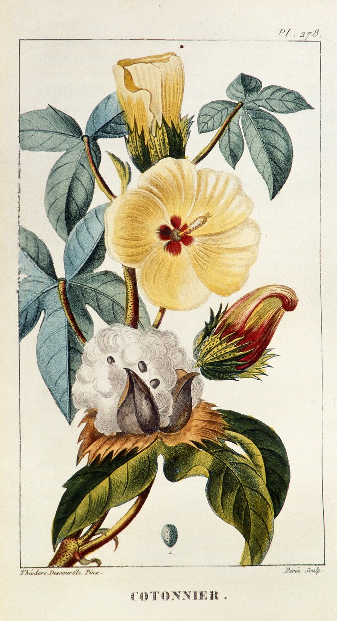 Deska botaniczna/Gossypium sp/Bawełna autorstwa Unbekannt