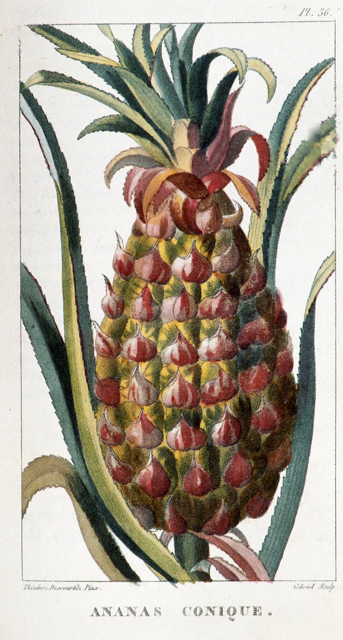 Deska botaniczna/Ananas autorstwa Unbekannt