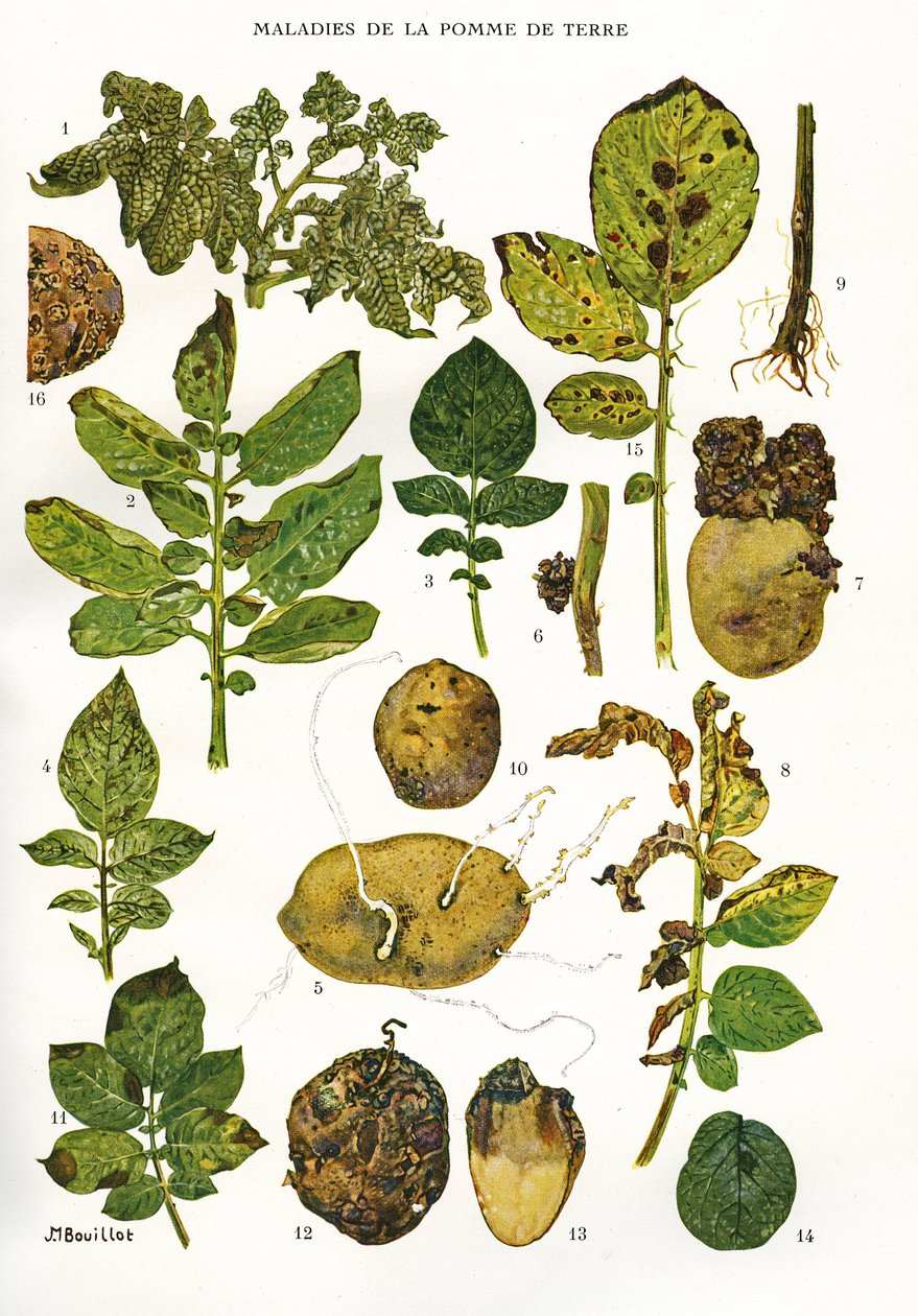 Deska botaniczna/Choroby ziemniaka/Solanum tuberosum autorstwa Unbekannt
