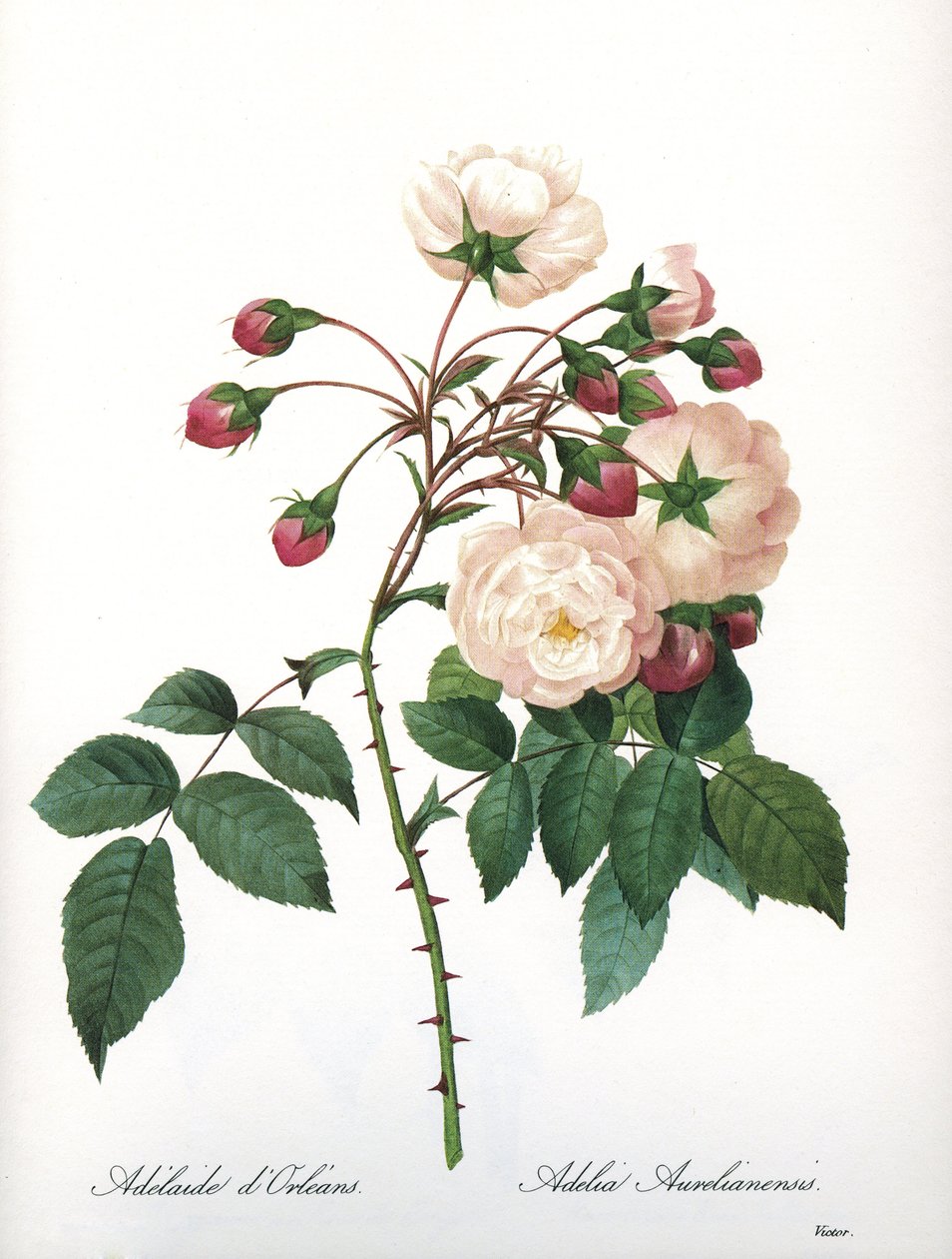 Tablica botaniczna/Rosa aurelianensis/Rose 