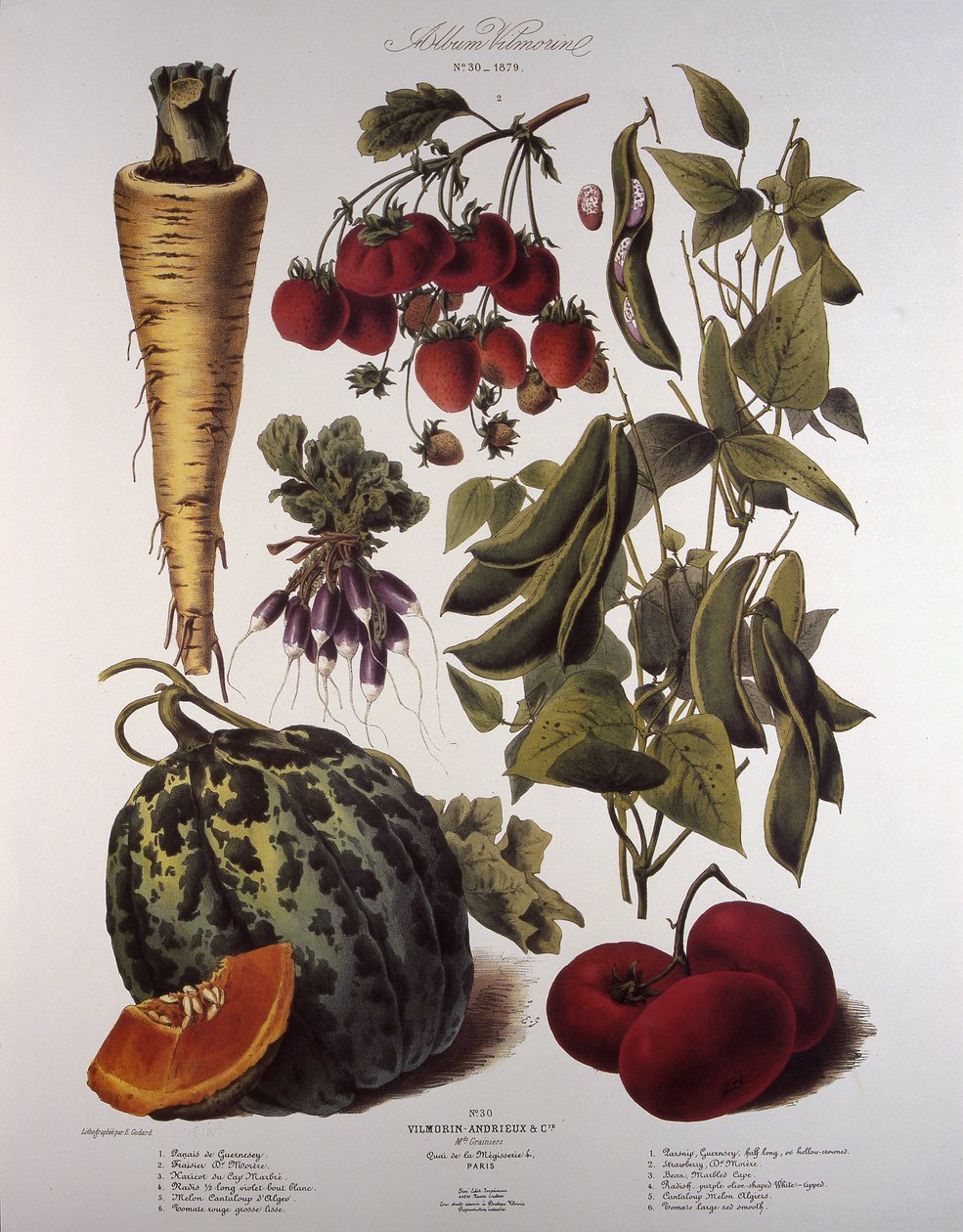 Tablica botaniczna/Vilmorin autorstwa Unbekannt