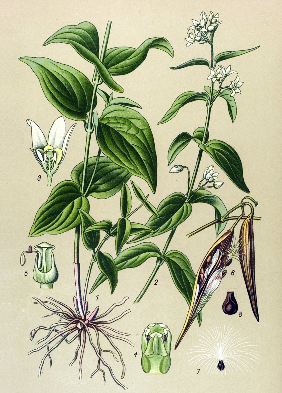 Tablica botaniczna: Tame venom officinal (Vincetoxicum hirundinaria) autorstwa Unbekannter Künstler
