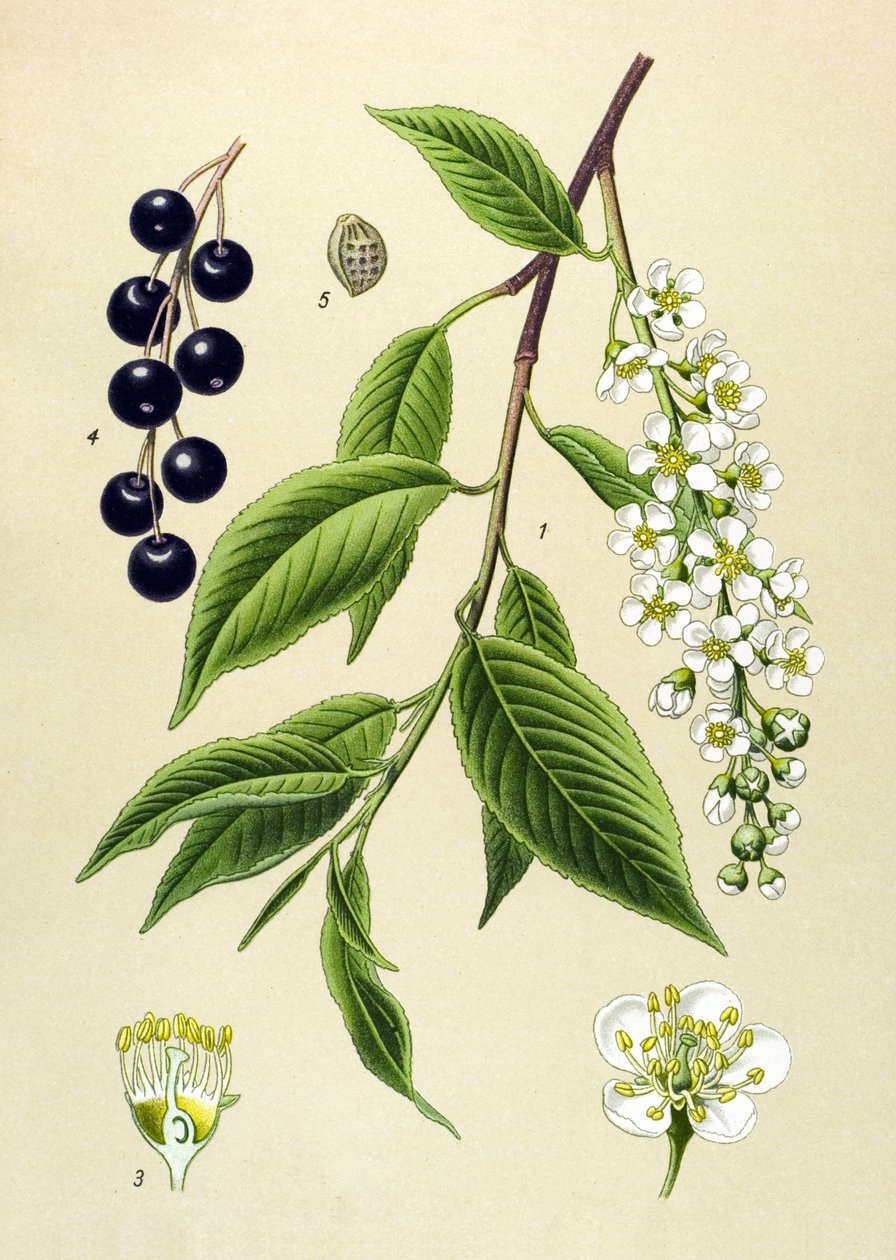 Tablica botaniczna, roślina: Wiśnia (Prunus padus) autorstwa Unbekannter Künstler