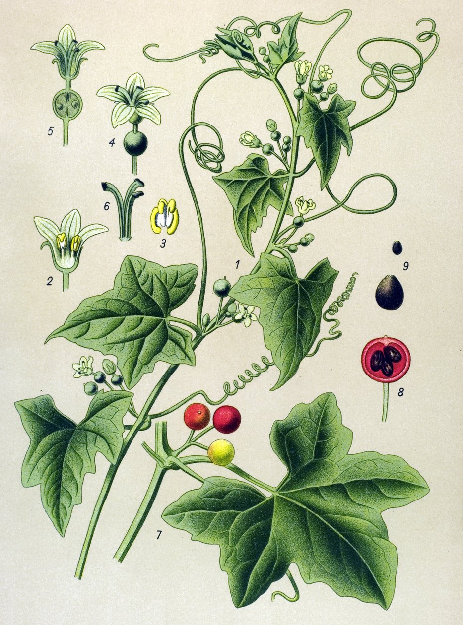 Tablica botaniczna, roślina: Bryone Dioic (Bryonia dioica) autorstwa Unbekannter Künstler