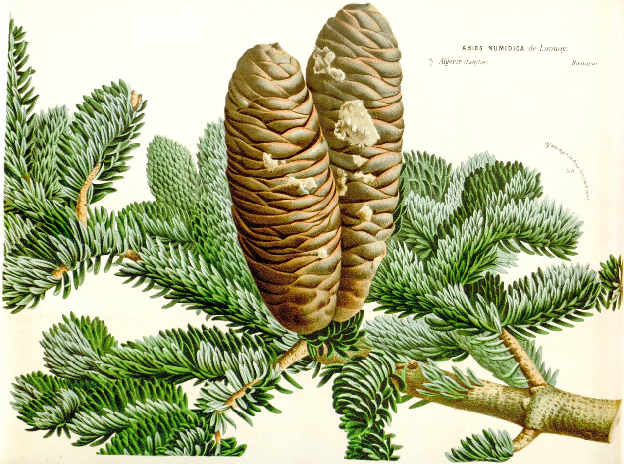 Ilustracja botaniczna / Abies numidic / jodła algierska / jodła Numidie autorstwa Unbekannt