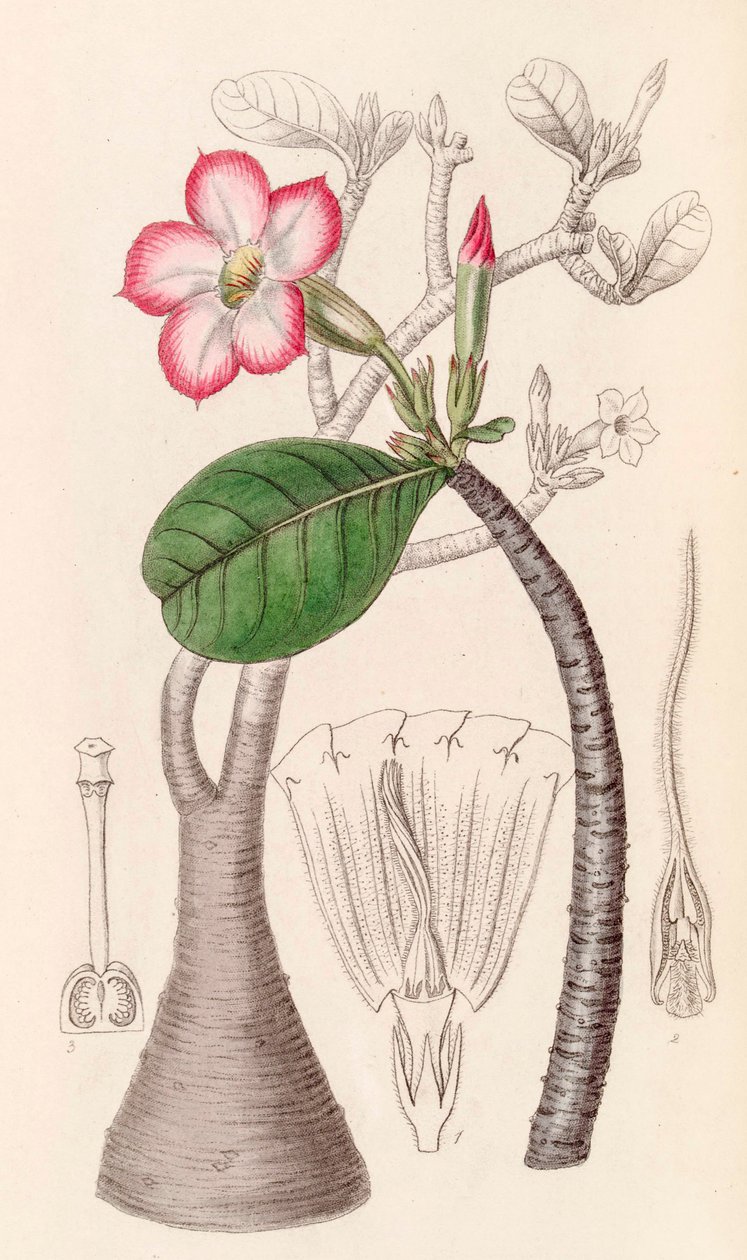 Ilustracja botaniczna/Adenium obesum/Róża pustyni/Róża pustyni autorstwa Unbekannter Künstler