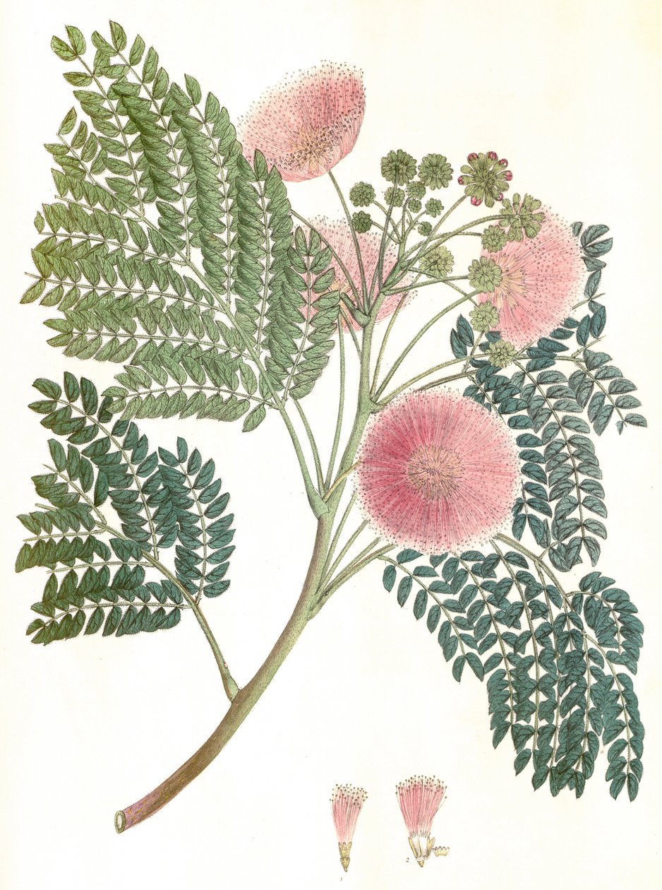 Ilustracja botaniczna/Albizia julibrissin/Jedwabne drzewo/Mimosa de Constantinople autorstwa Unbekannter Künstler