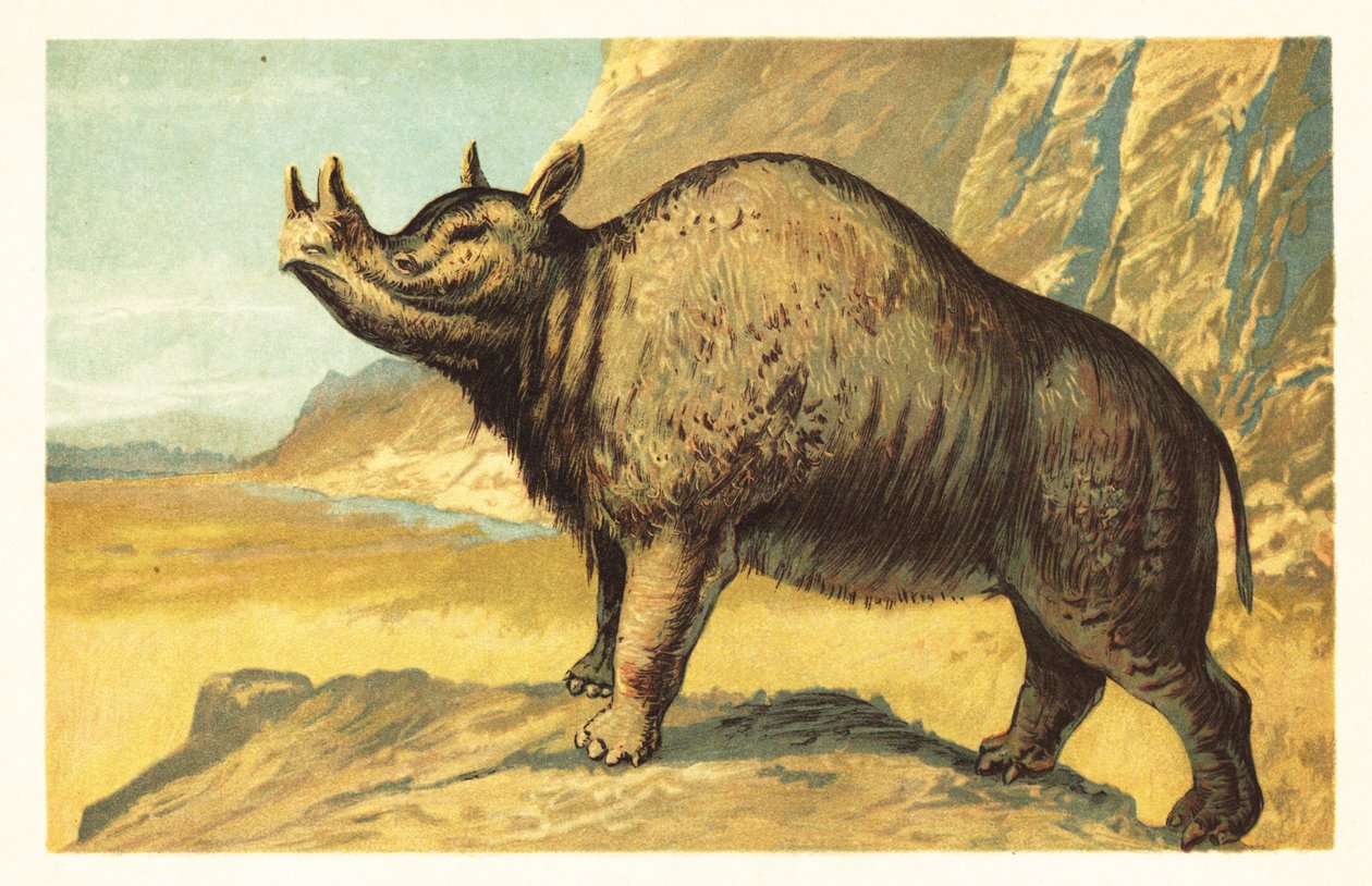 Brontops robustus lub Megacerops robustus.1908 (litografia) autorstwa Unbekannter Künstler