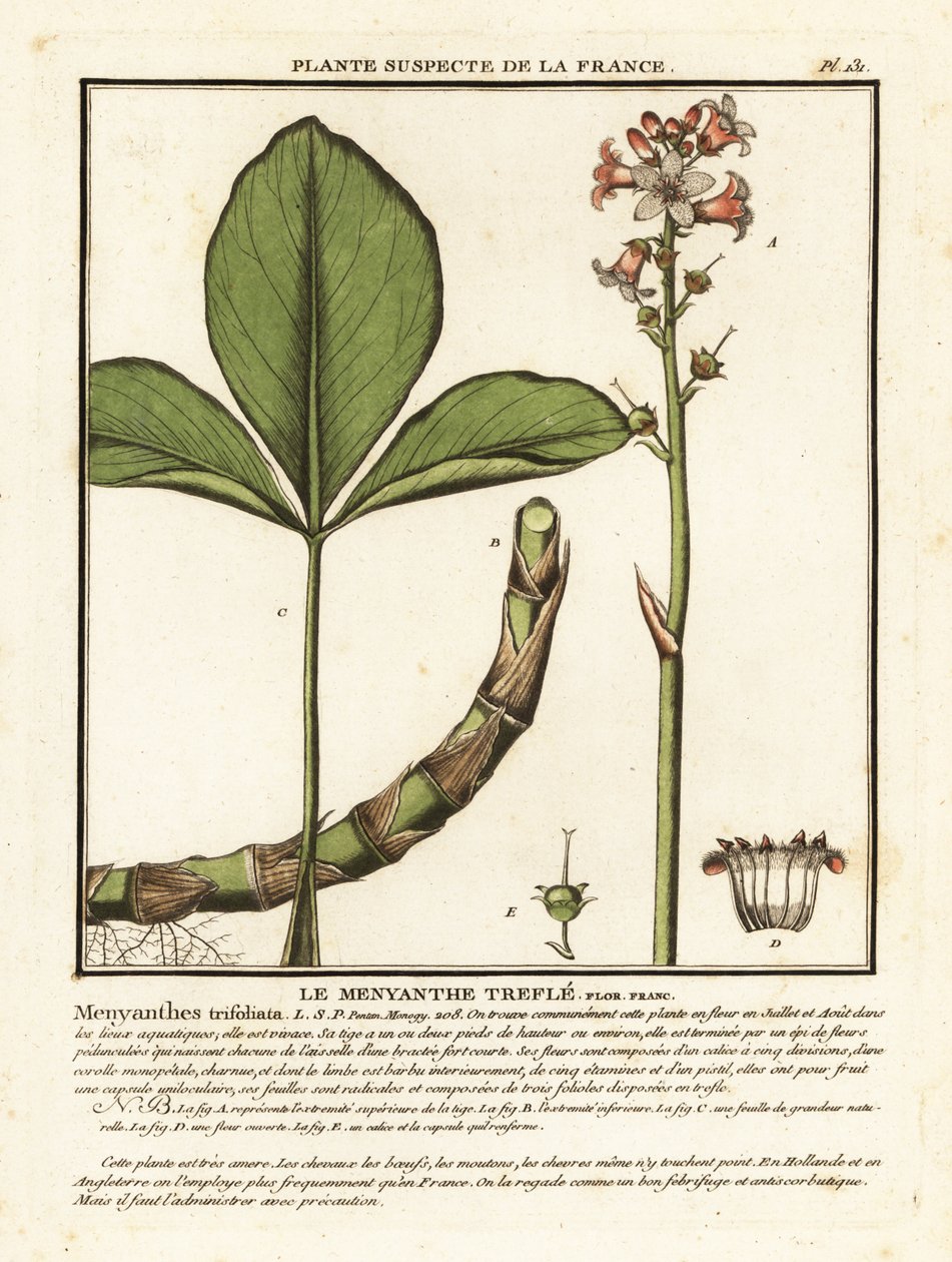 Buckbean, Menyanthes trifoliata. autorstwa Unbekannter Künstler