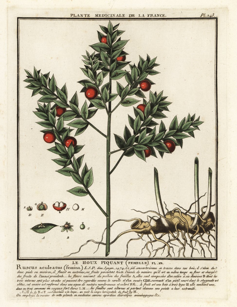 Miotła rzeźnicza, Ruscus aculeatus. autorstwa Unbekannter Künstler