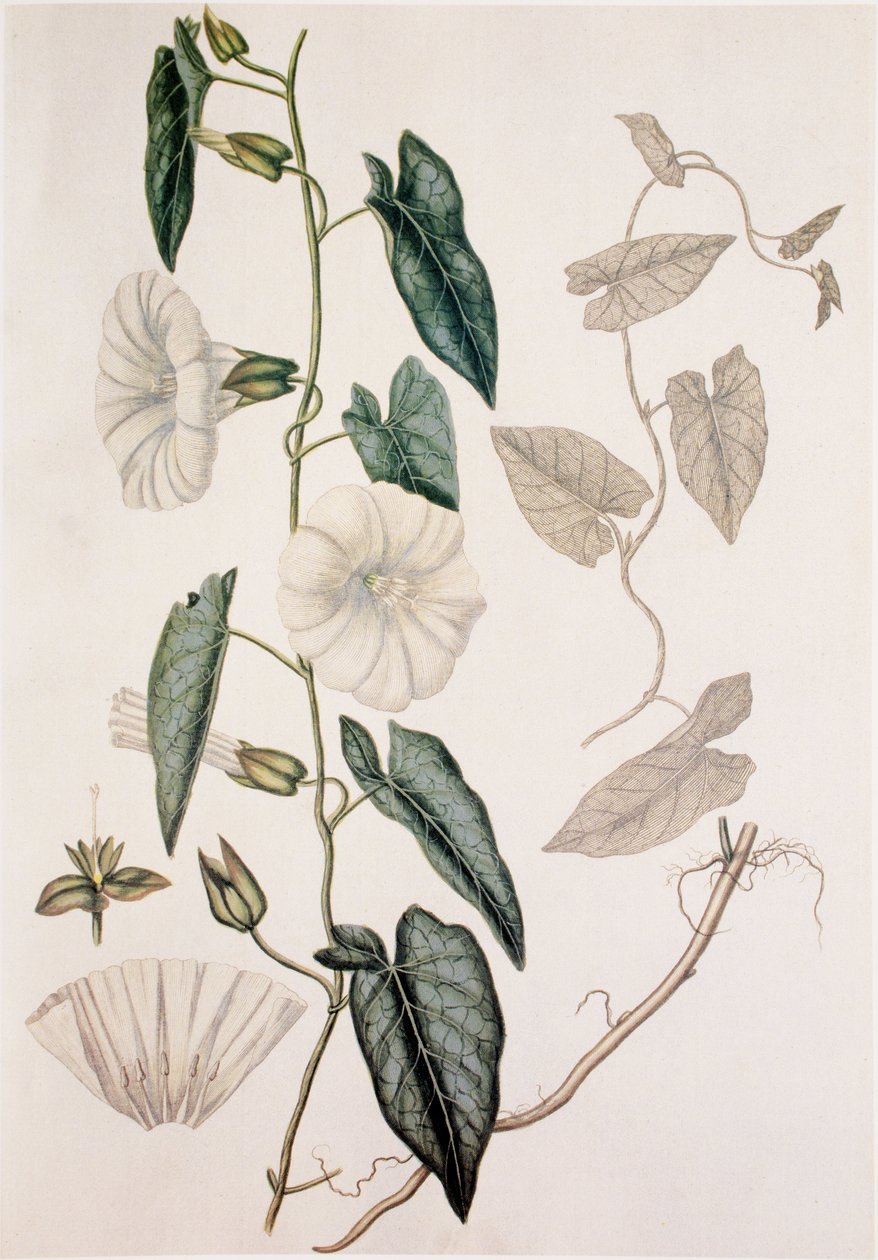 Calystegia sepium/Convolvulus sepium/Ściółka do żywopłotu autorstwa Unbekannt