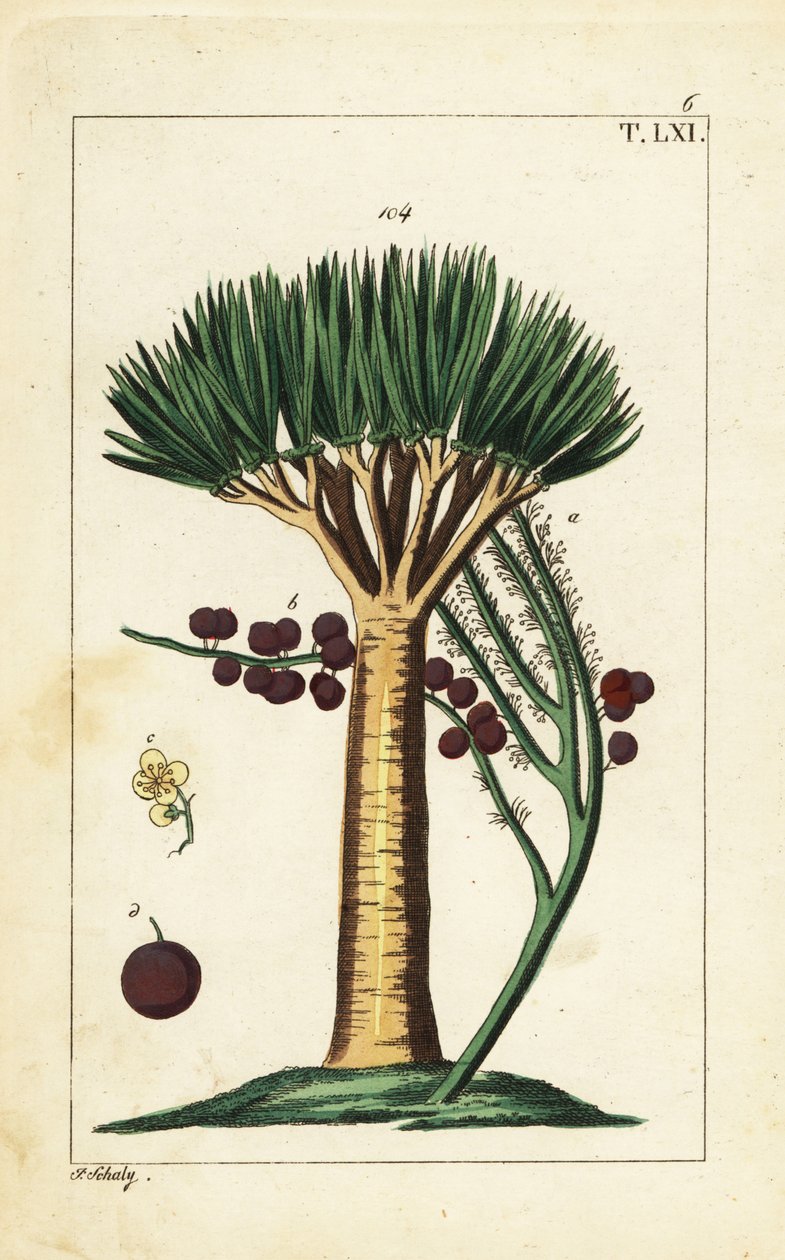Wyspy Kanaryjskie smocze drzewo, Dracaena draco. Wrażliwy. autorstwa Unbekannter Künstler