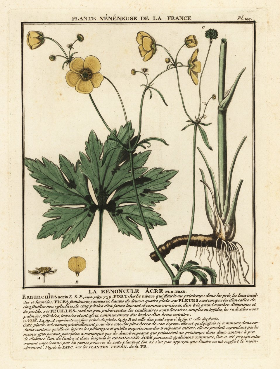 Jaskier pospolity, Ranunculus acris. autorstwa Unbekannter Künstler