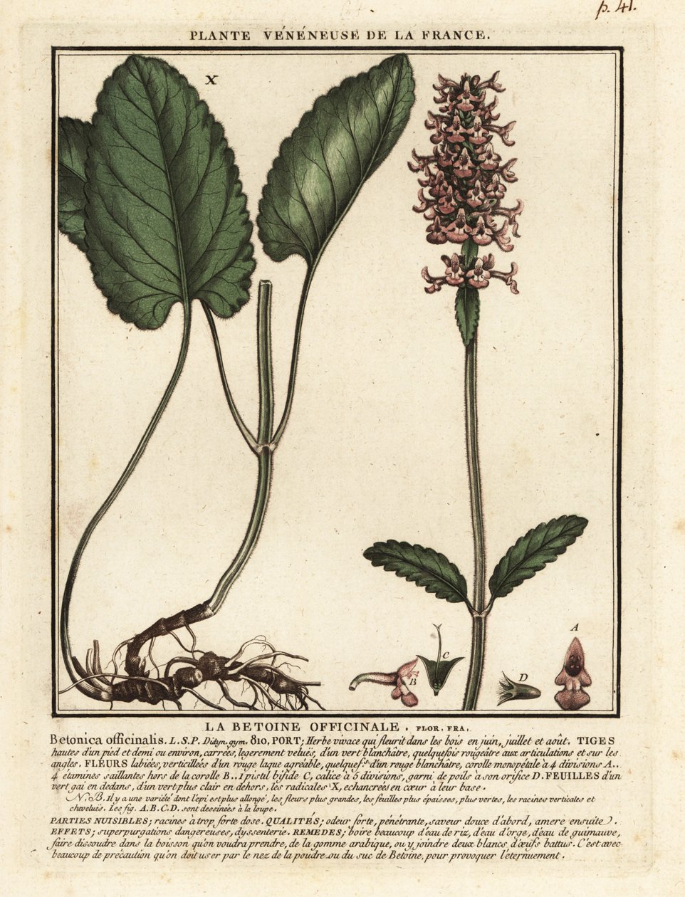 Jeżop pospolity, Stachys officinalis. autorstwa Unbekannter Künstler