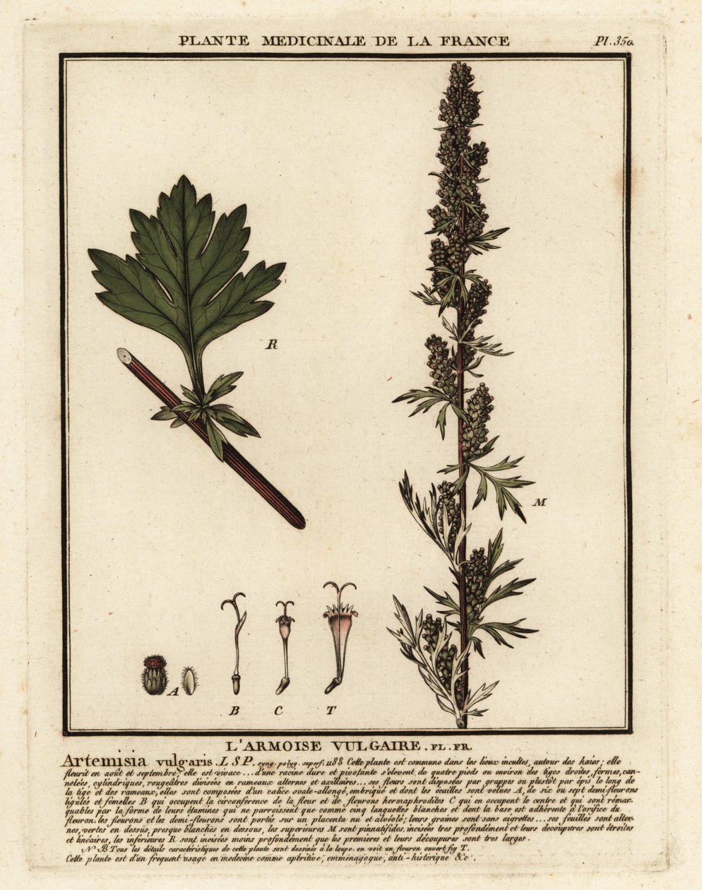 Bylica pospolita, Artemisia vulgaris. autorstwa Unbekannter Künstler