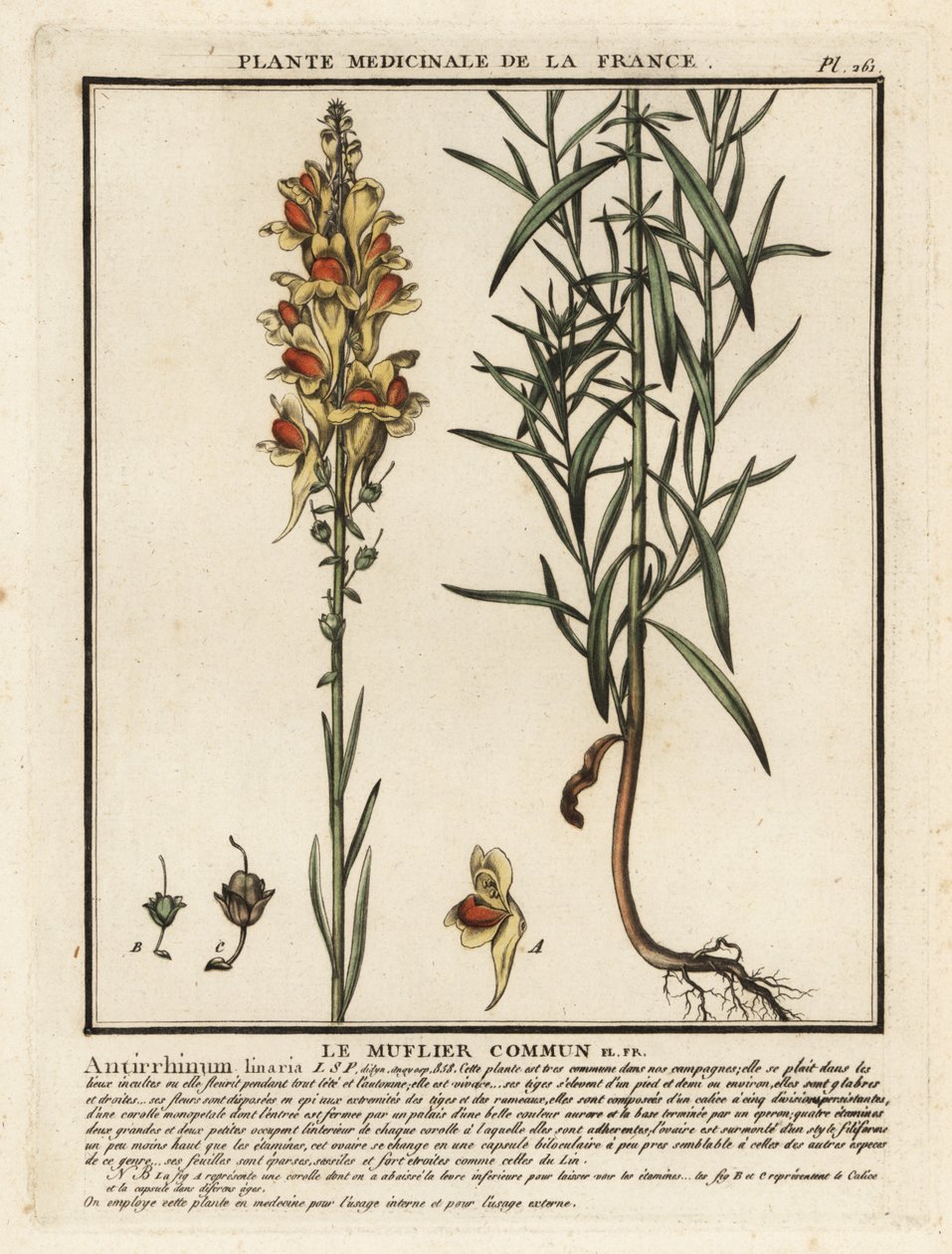 Ropucha zwyczajna, Linaria vulgaris. autorstwa Unbekannter Künstler