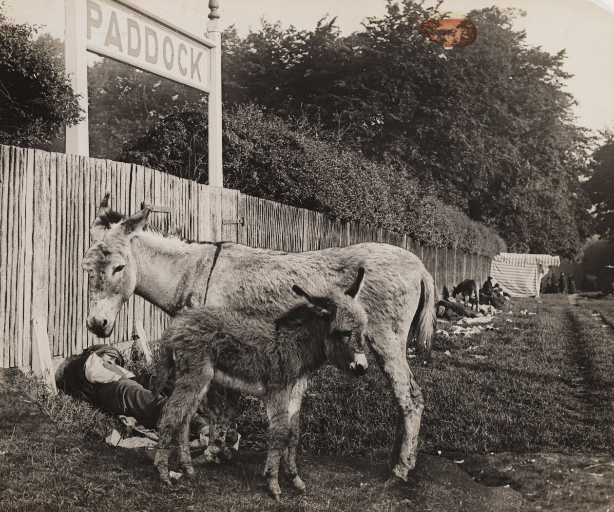 Złożony z dwóch osłów, ok. 1909 autorstwa Unbekannt