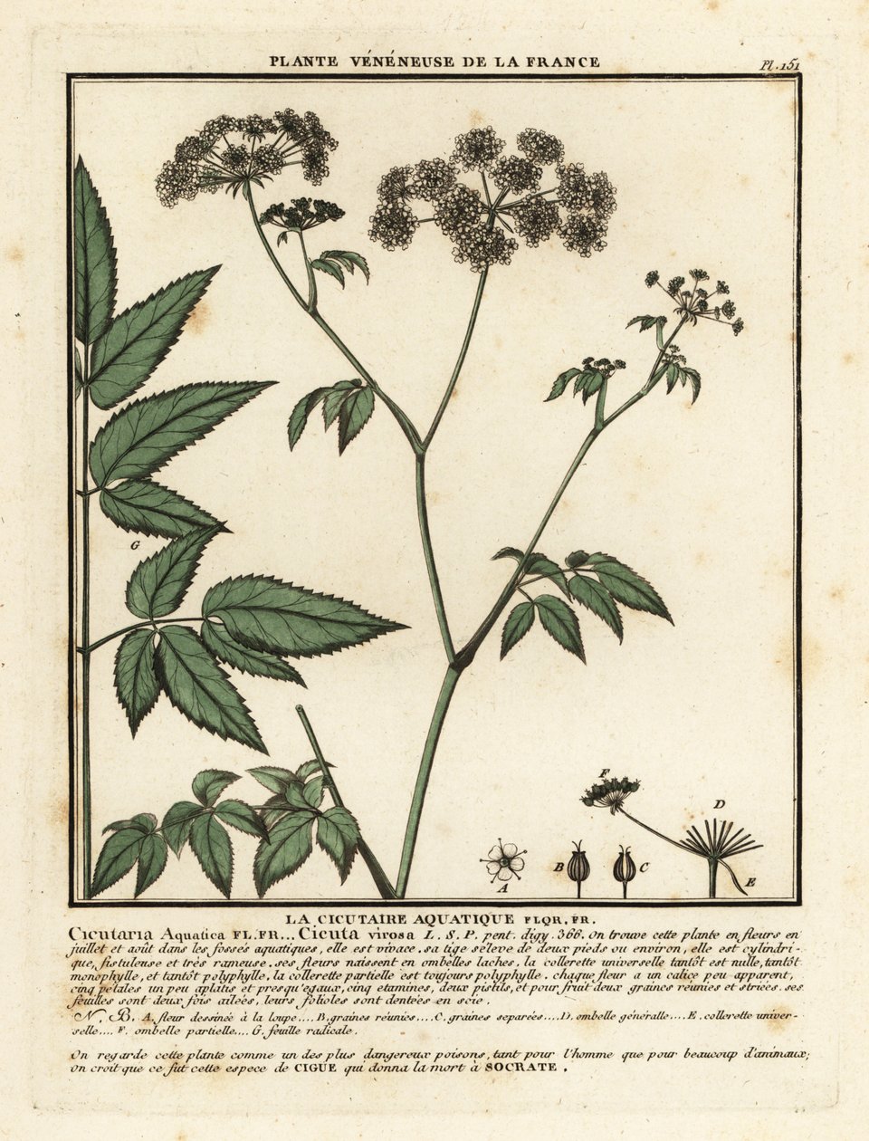 Cowbane, Hemlock virosa. autorstwa Unbekannter Künstler