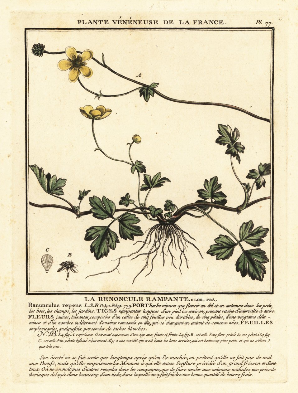 Jaskier pełzający, Ranunculus repens. autorstwa Unbekannter Künstler