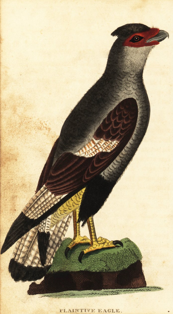 Karakara czubata, Caracara plancus. 1800 (grawerowanie) autorstwa Unbekannter Künstler