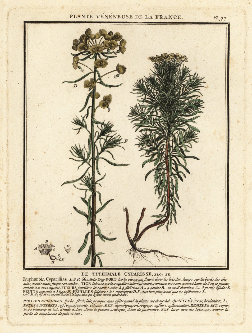 Wilczomlecz cyprysowy, Euphorbia cyparissias. autorstwa Unbekannter Künstler