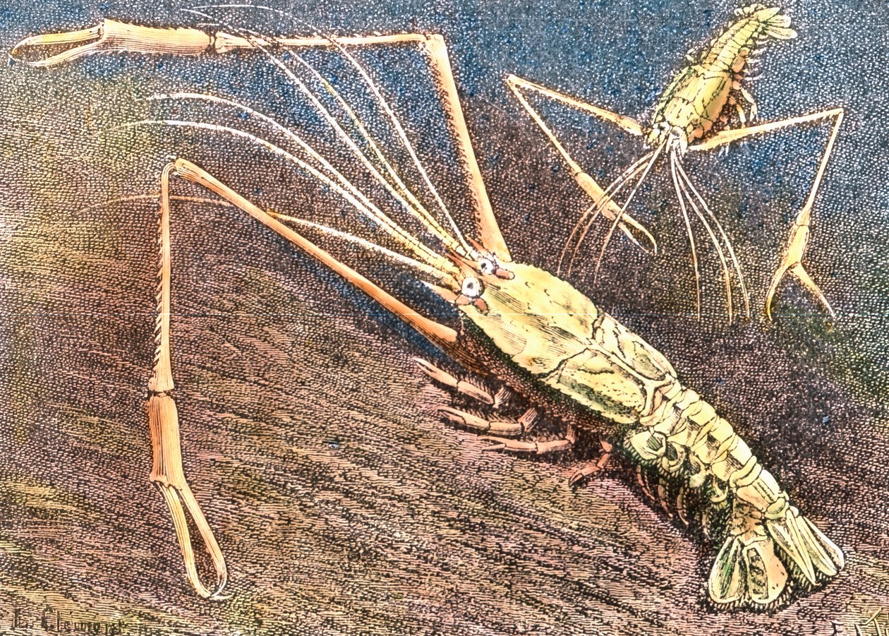 Krewetka głębinowa autorstwa Unbekannter Künstler