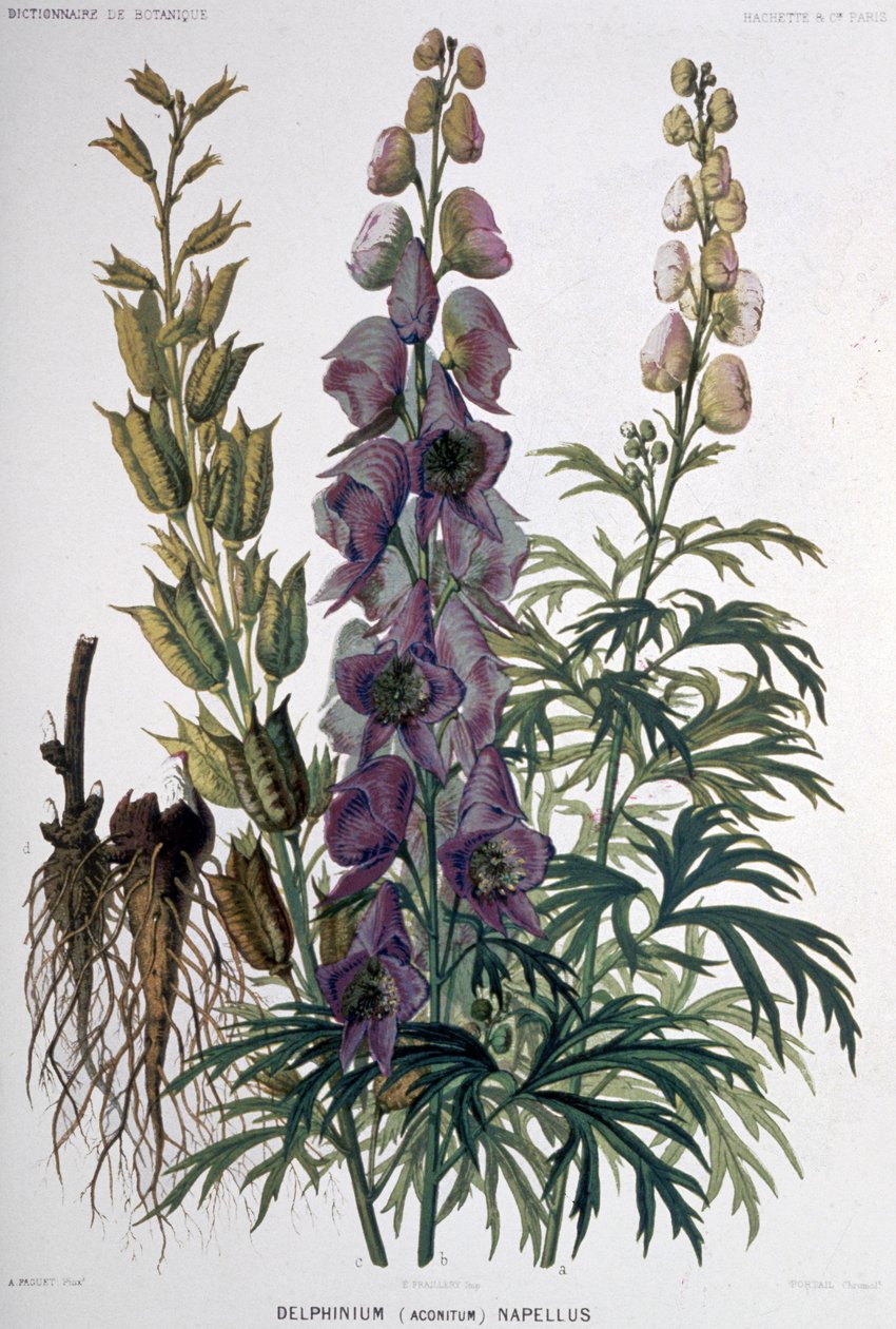 Delphinium Napellus, ok. 1850-1900 (litografia) autorstwa Unbekannter Künstler