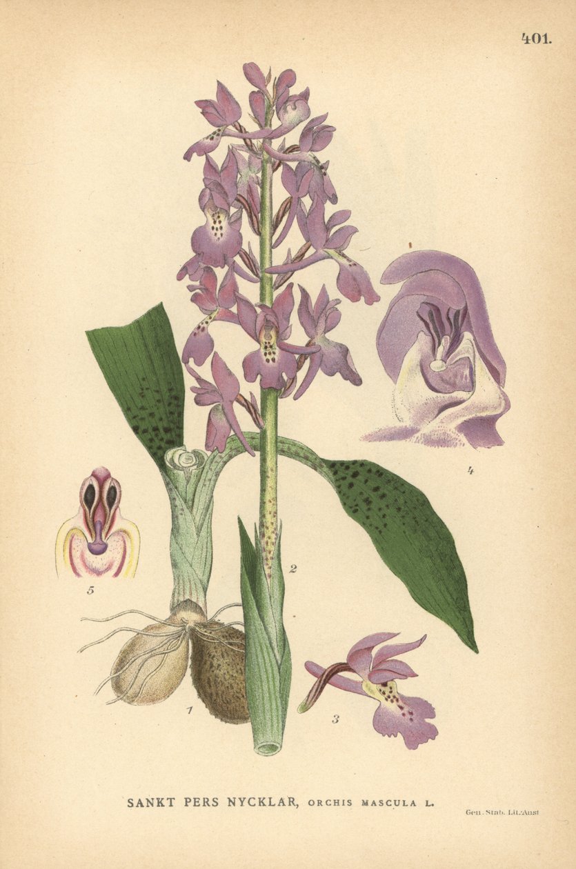 Storczyk wczesny purpurowy, Orchis mascula autorstwa Unbekannter Künstler