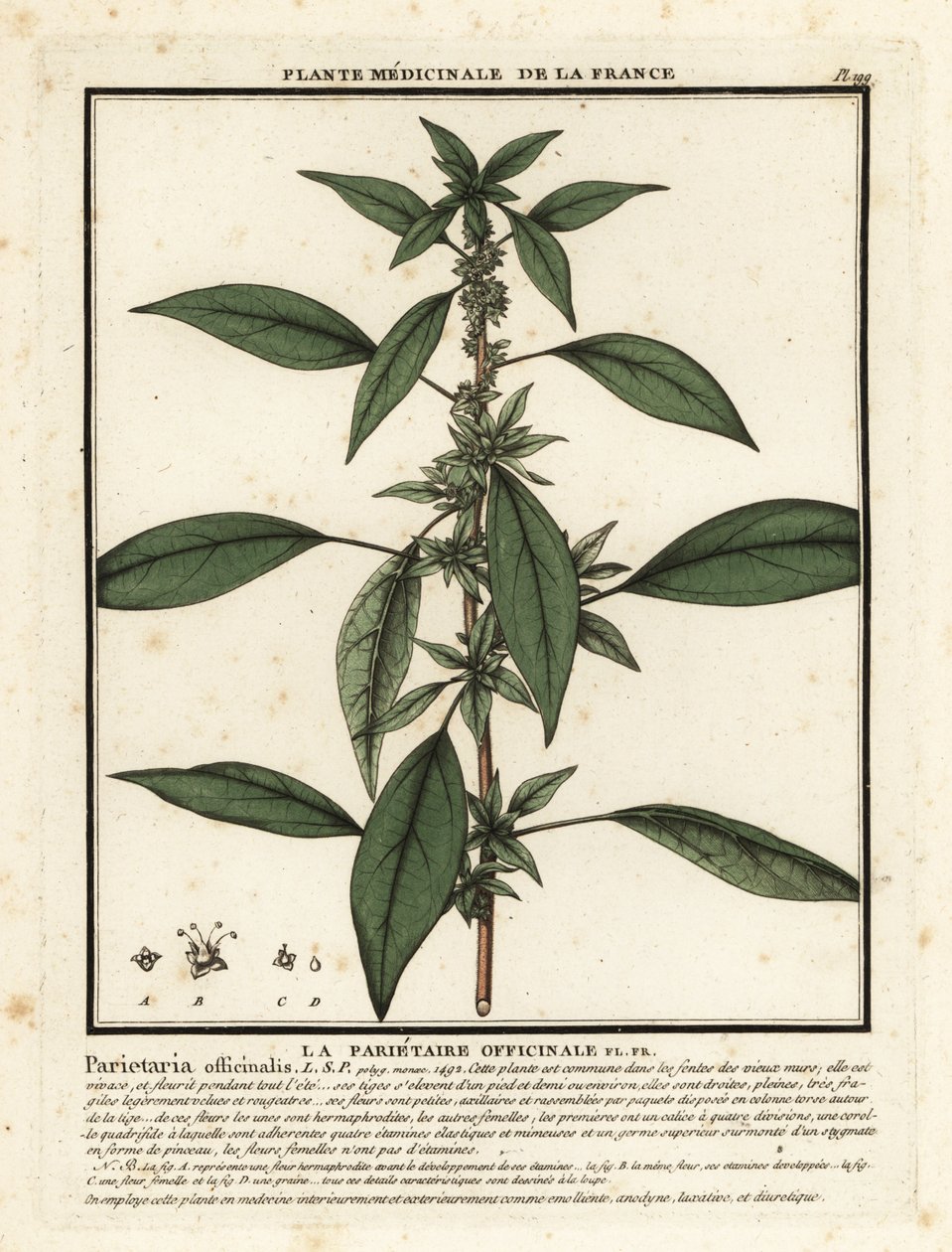Wschodni pelitory-of-the-wall, Parietaria officinalis. autorstwa Unbekannter Künstler