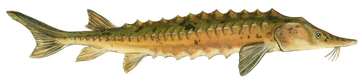 Jesiotr jeziorny - Jesiotr jeziorny (Acipenser fulvescens) autorstwa Unbekannter Künstler