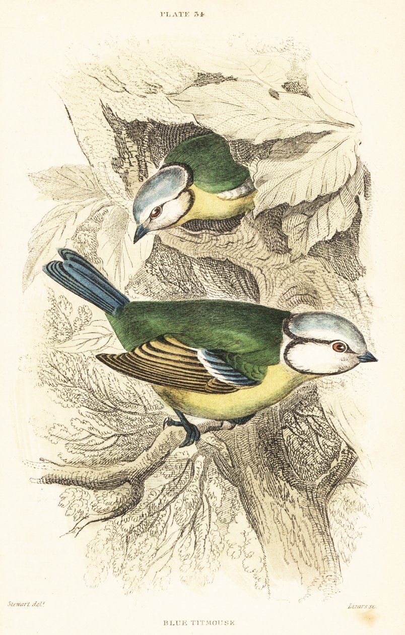 Modraszka zwyczajna, Cyanistes caeruleus.1889 (rycina) autorstwa Unbekannter Künstler