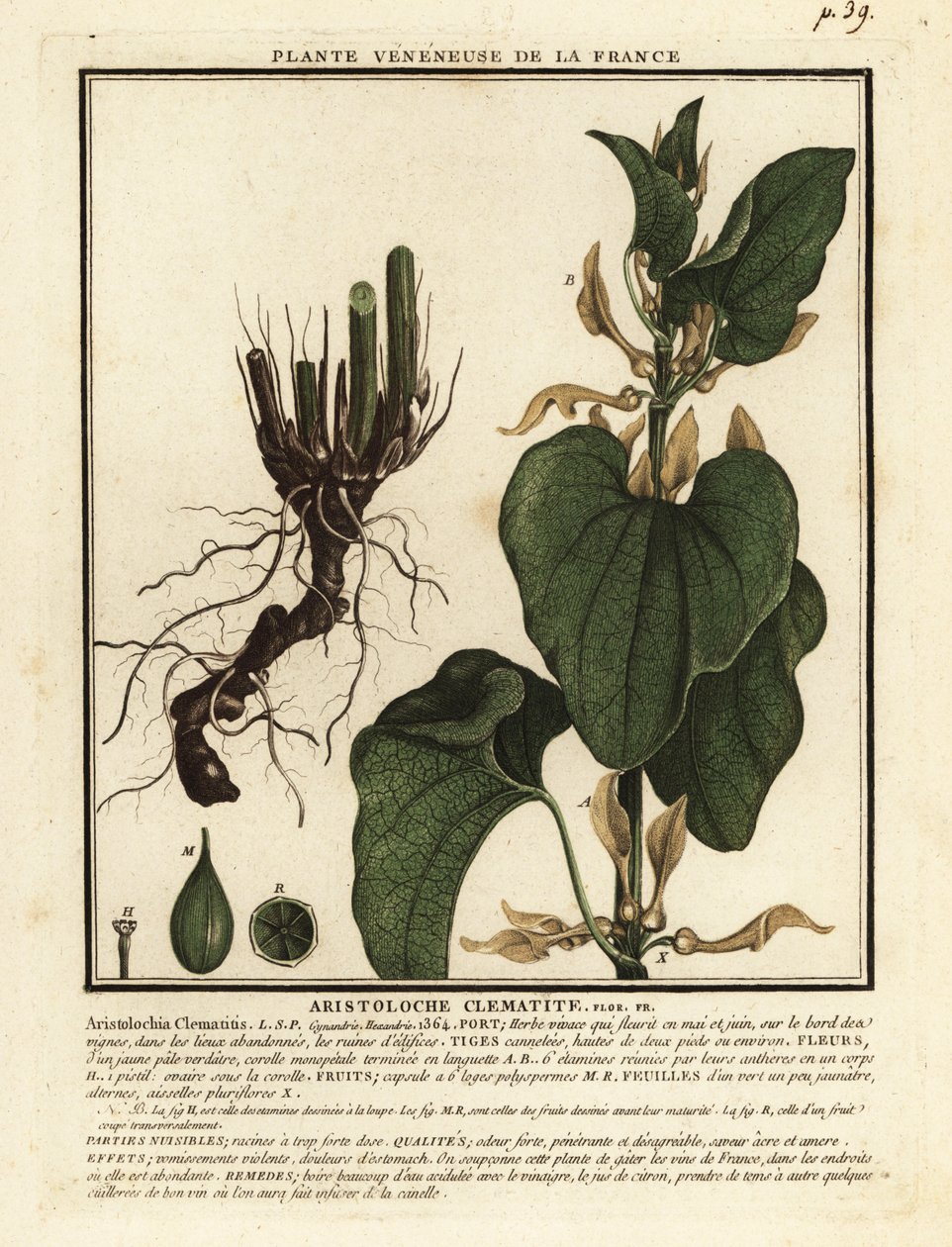 Powojnik europejski, Aristolochia clematitis. autorstwa Unbekannter Künstler