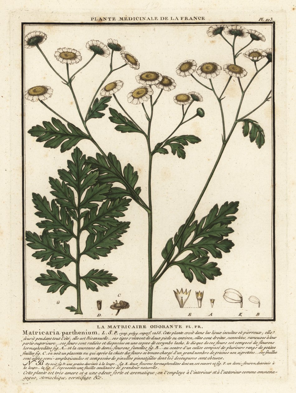 Feverfew, Tanacetum parthenium. autorstwa Unbekannter Künstler