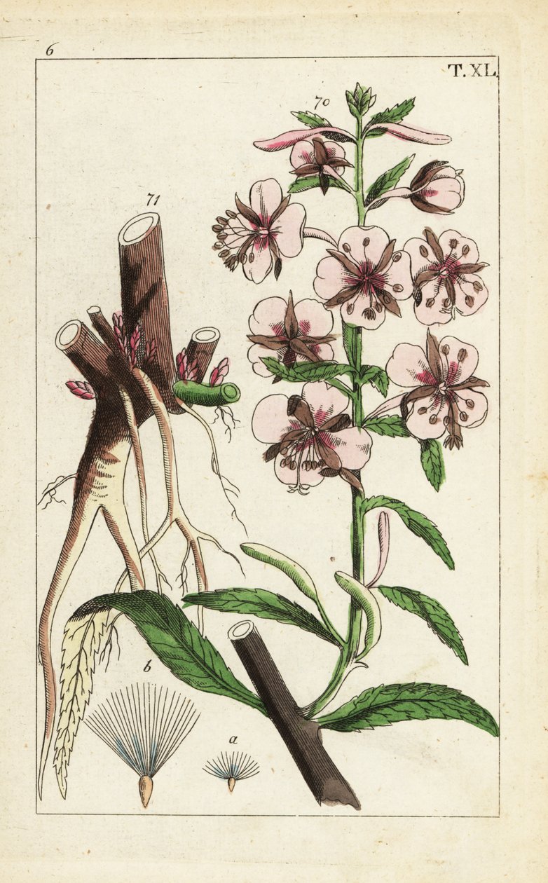 Fireweed, Epilobium angustifolium. autorstwa Unbekannter Künstler