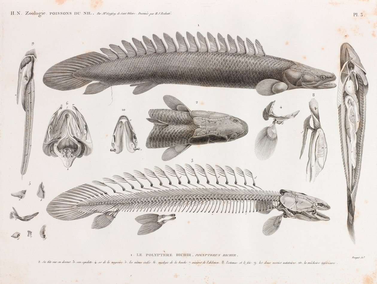 Ryba: Le Polyptere Bichir, anatomia autorstwa Unbekannt